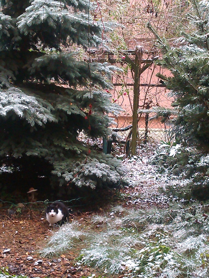 A cat visiting the overgrown backyard in the morning